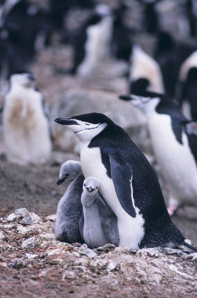 a penguin and two penguin babies